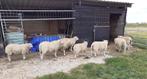 schapen, Dieren en Toebehoren, Schapen, Geiten en Varkens, Meerdere dieren, Schaap, 0 tot 2 jaar