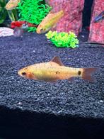 Barbu schuberti ongeveer 5-6 cm, Dieren en Toebehoren, Vis, Zoetwatervis