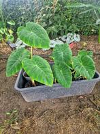 Colocasia pink china, Ophalen, Vaste plant