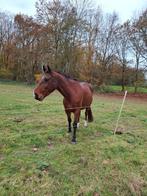 Gezocht, Dieren en Toebehoren, Paarden