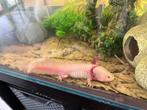 Axolotl "Lucky" zoekt nieuwe thuis, Amfibie, Met terrarium, 0 tot 2 jaar