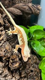 Kuifgekko, Dieren en Toebehoren