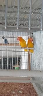 Personatas, Dieren en Toebehoren