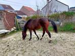 Prachtig jong paard vader count on me z, Dieren en Toebehoren, Pony's, E pony (1.48m - 1.57m), Z, Gechipt, Springpony