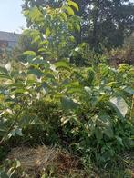 Notebomen 1a2 m hoog, Tuin en Terras, Ophalen of Verzenden