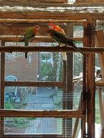 Rosella's, Dieren en Toebehoren, Meerdere dieren, Parkiet, Geringd