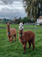 Alpaca's, Dieren en Toebehoren, Schapen, Geiten en Varkens