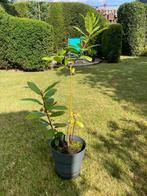 KEUKENLAURIER PLANT, Enlèvement ou Envoi, Plante fixe, Herbes