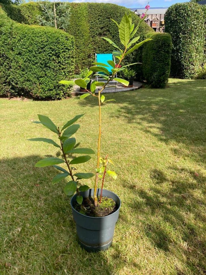 KEUKENLAURIER PLANT, Tuin en Terras, Planten | Tuinplanten, Vaste plant, Kruiden, Ophalen of Verzenden