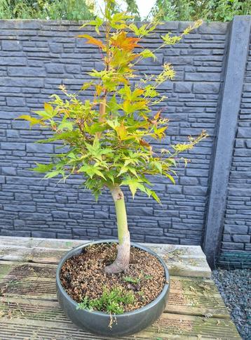 Bonsai Acer Palmatum beschikbaar voor biedingen