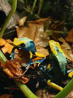 Dendrobates tinctorius Tumucumaque, Amphibien, 0 à 2 ans