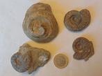 Joli lot de fossiles en 1 achat, Collections, Enlèvement ou Envoi, Fossile
