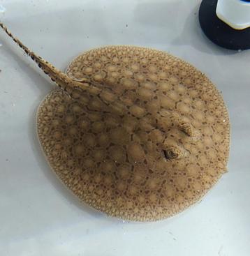 Potamotrygon scobina mannetje of paar, Dieren en Toebehoren, Ophalen, Zo goed als nieuw, Overige typen