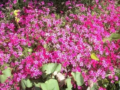 Phlox subulata rosea (roze rood van kleur), Jardin & Terrasse, Plantes | Jardin, Plante fixe, Couvre-sol, Plein soleil, Été, Enlèvement
