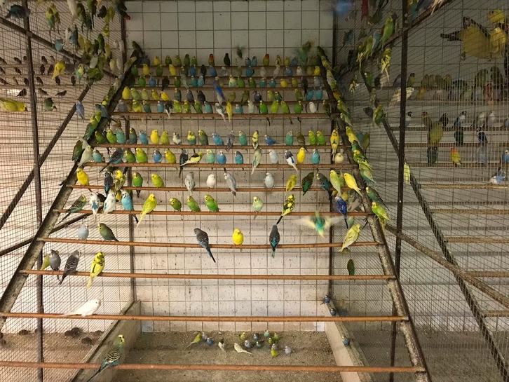 Kanaries en parkieten, Dieren en Toebehoren, Vogels | Overige Vogels