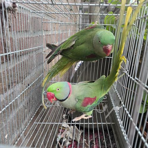 Alexander parkieten kweek koppel, Dieren en Toebehoren, Vogels | Parkieten en Papegaaien, Parkiet, Meerdere dieren, Geringd