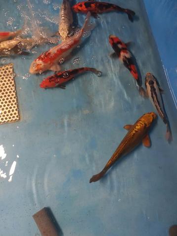 10 Japanse kois en windes beschikbaar voor biedingen