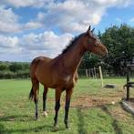 Paard te koop, Dieren en Toebehoren, Paarden, Springpaard, Gechipt, Ruin, Zadelmak