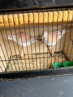 Verschillende lachduiven, Dieren en Toebehoren