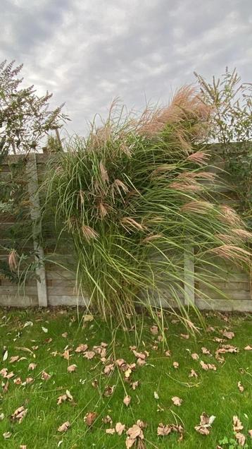 Siergrassen  beschikbaar voor biedingen