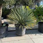 Yucca rostrata!, Tuin en Terras, Planten | Tuinplanten, Ophalen