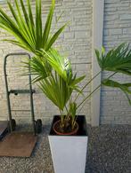 Palm Washingtonia, Tuin en Terras, Planten | Tuinplanten, Volle zon, Vaste plant, Bloeit niet, Ophalen