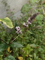 Chocolade munt (Menta Piperita), Ophalen