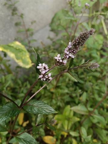 Chocolade munt (Menta Piperita), Enlèvement