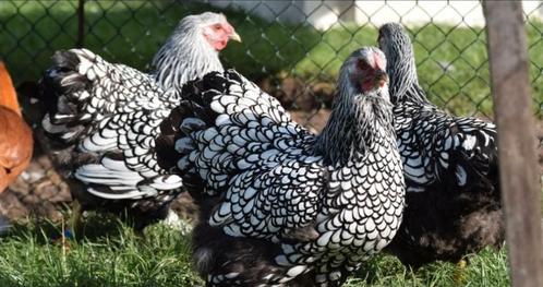 Trio wyandotte groothoender zilver zwart gezoomd, Dieren en Toebehoren, Pluimvee