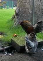 Twee kippen (haan + hen), Dieren en Toebehoren, Pluimvee, Meerdere dieren, Kip
