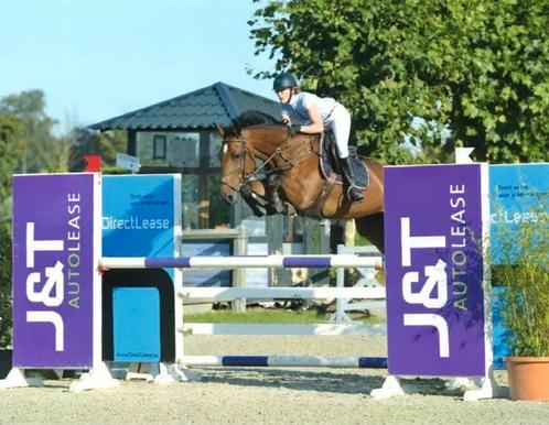 12j merrie Action breaker x indoctro, Dieren en Toebehoren, Paarden, Merrie, Niet van toepassing