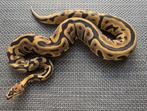 Python Regius ballpython, Dieren en Toebehoren, Reptielen en Amfibieën