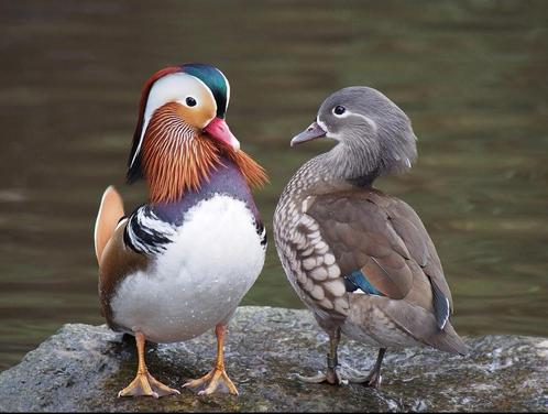 Mandarijneenden / mandarijneend / eenden / eend, Dieren en Toebehoren, Pluimvee, Eend, Meerdere dieren