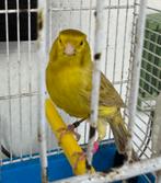 Mooie man isabel geel schimmel split kobalt, Dieren en Toebehoren, Vogels | Kanaries, Kleurkanarie