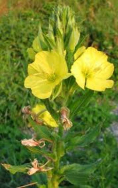Teunisbloem, weverskaarde. St Janskruid, citroenmelisse, ..., Tuin en Terras, Planten | Tuinplanten, Tweejarig, Kruiden, Ophalen