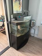 Juwel 200 liter aquarium, gebruikt als schildpad tank, Ophalen, Gebruikt, Leeg aquarium