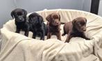 labrador pups, Dieren en Toebehoren, Honden | Retrievers, Spaniëls en Waterhonden, België, CDV (hondenziekte), 8 tot 15 weken