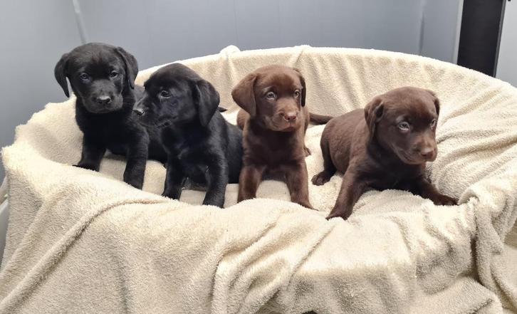 labrador pups, Dieren en Toebehoren, Honden | Retrievers, Spaniëls en Waterhonden, Meerdere dieren, Labrador retriever, Fokker | Professioneel