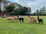 alpaca's -cria's, Dieren en Toebehoren, Overige Dieren, Mei, Meerdere dieren