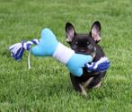 Chiot bouledogue français Choco-tan, Animaux & Accessoires, Chiens | Bouledogues, Pinschers & Molossoïdes, Chien (mâle), Belgique