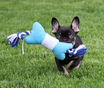 Franse Bulldog pup Choco-tan beschikbaar voor biedingen