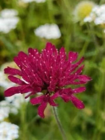 Knautia macedonica, echte zonneklopper, Laateste potjes  beschikbaar voor biedingen