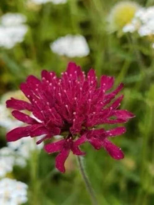 Knautia macedonica, echte zonneklopper, Laateste potjes, Tuin en Terras, Planten | Tuinplanten, Vaste plant, Overige soorten, Volle zon