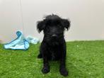 Dwergschnauzer pups