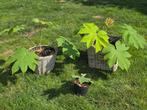 3x Tetrapanax Papyrifera Rex, Tuin en Terras, Planten | Tuinplanten, Vaste plant, Halfschaduw, Winter, Ophalen