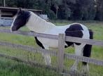 Entier Irish Cob/tinker de 1 an, Minder dan 160 cm, Niet van toepassing, 0 tot 2 jaar, Hengst