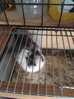 Konijn klein met kooi bij, Klein