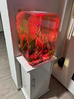 Biorb aquarium met vissen en kast, Ophalen