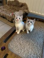 Brits korthaar kittens, Dieren en Toebehoren, Katten en Kittens | Raskatten | Korthaar, Poes, Gechipt, 0 tot 2 jaar