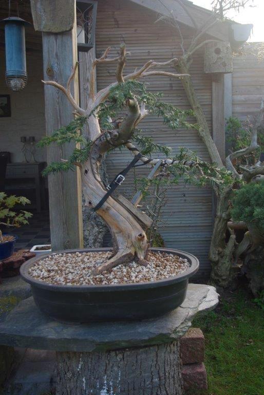 bonsai Taxus, Diversen, Overige Diversen, Ophalen